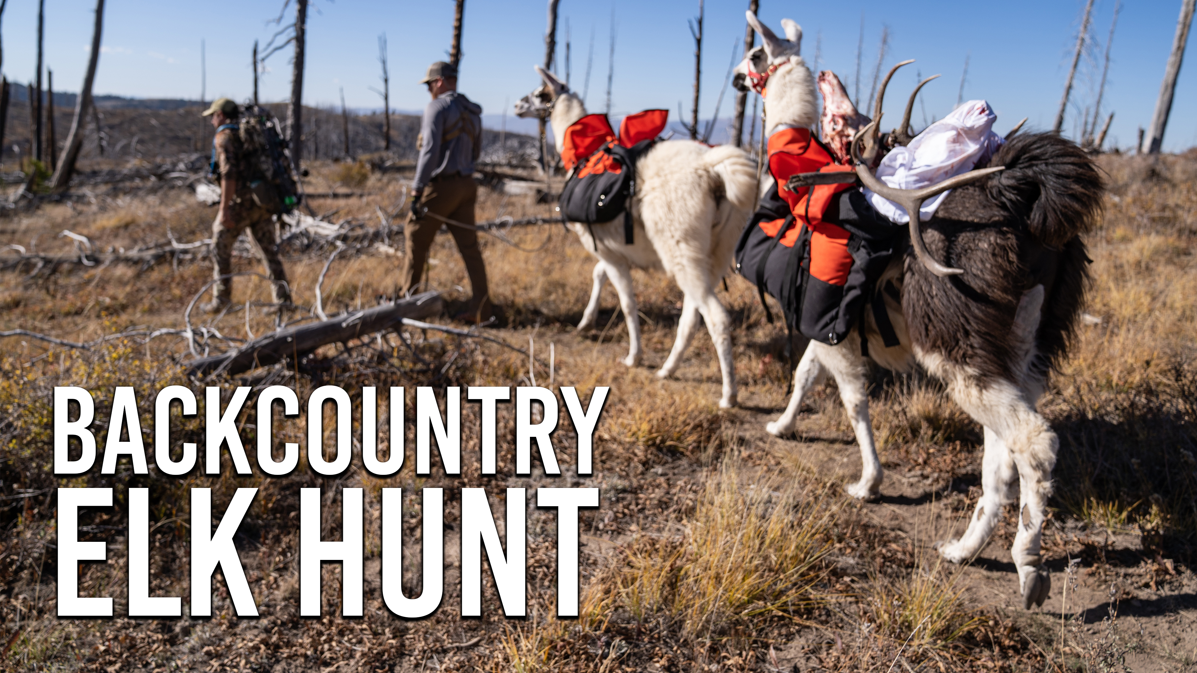 Backcountry Elk Hunt Fresh Tracks+