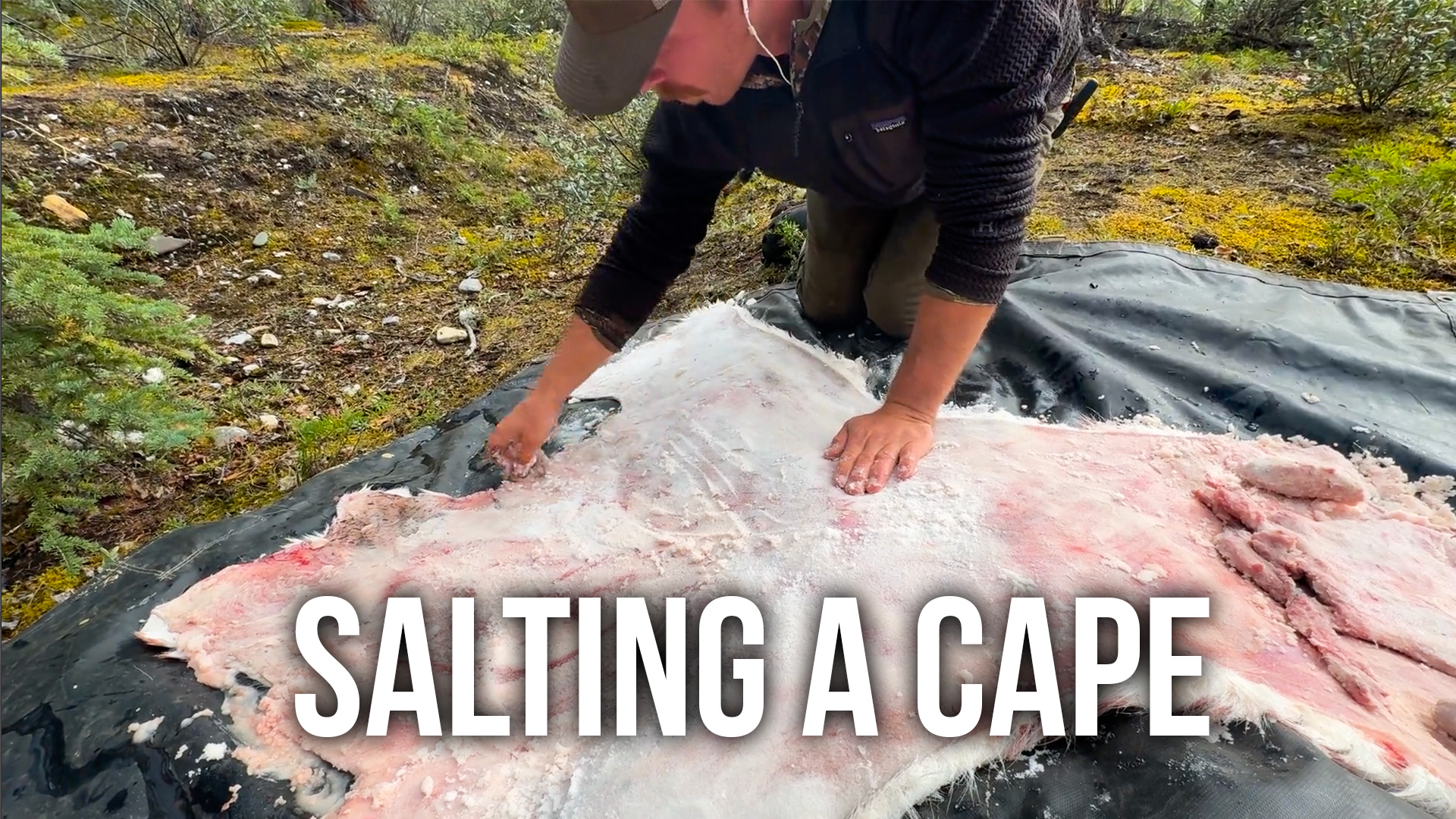 How to Salt a Cape for Taxidermy!