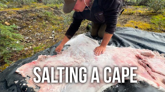 How to Salt a Cape for Taxidermy!