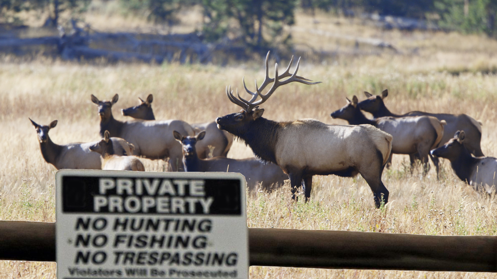 MT Elk Mangement is Broken... How do we Fix It? | Fresh Tracks Weekly (Ep. 15)