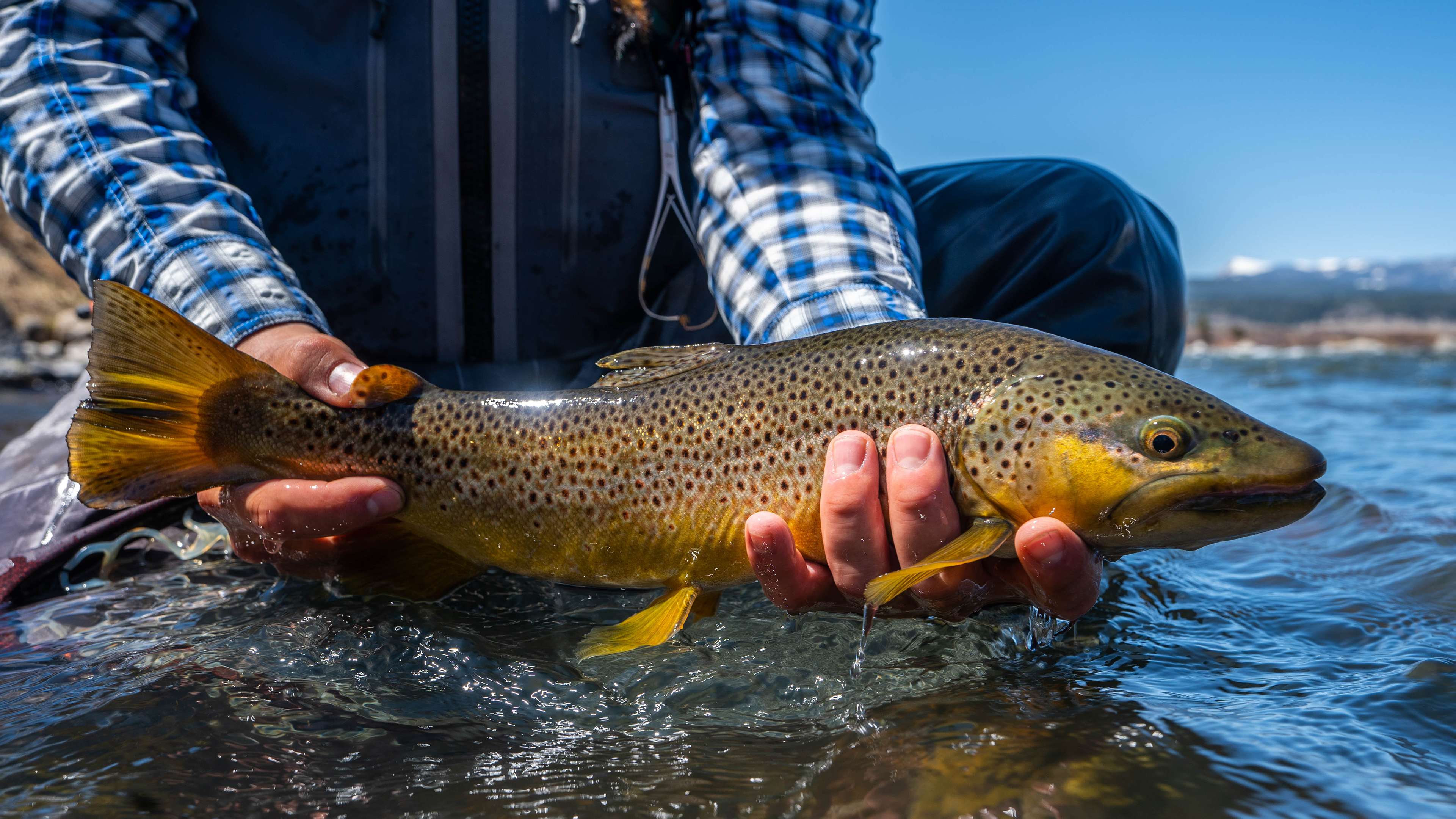 Montana Trout Fishing