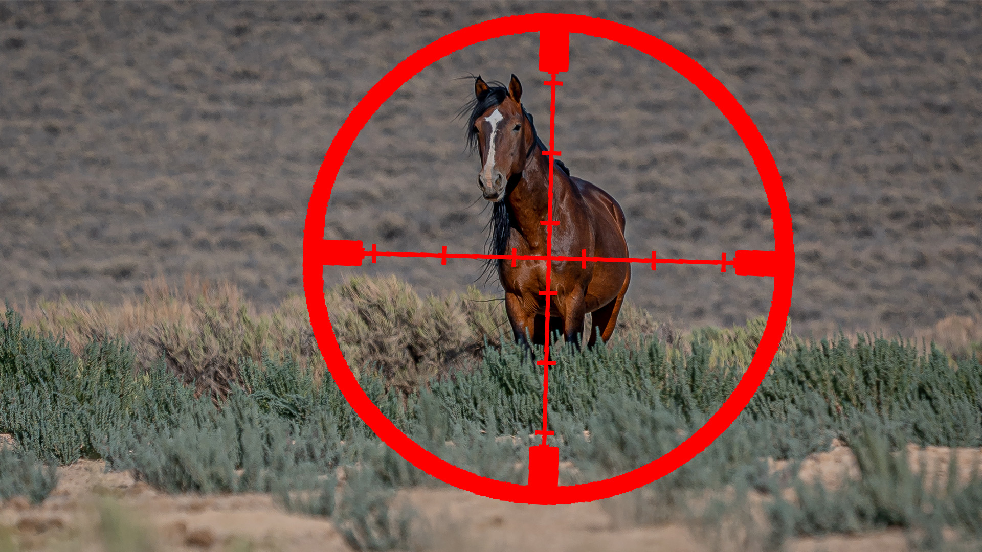 Open Season on Wild Horses? | Fresh Tracks Weekly (Ep. 40)