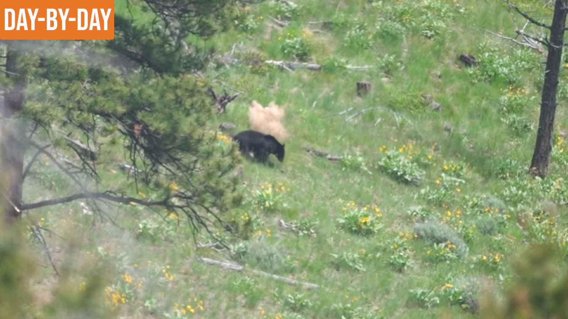 Heartbreak on The Mountain | MT Bear With Jace (ep.2) 