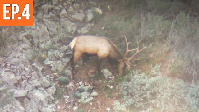 Stalking a 6X8 Bull | Arizona Archery Elk (EP.4)