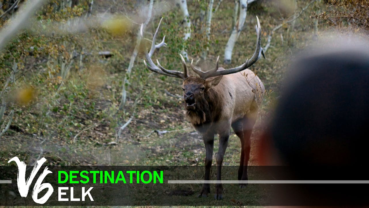 Destination Elk V6