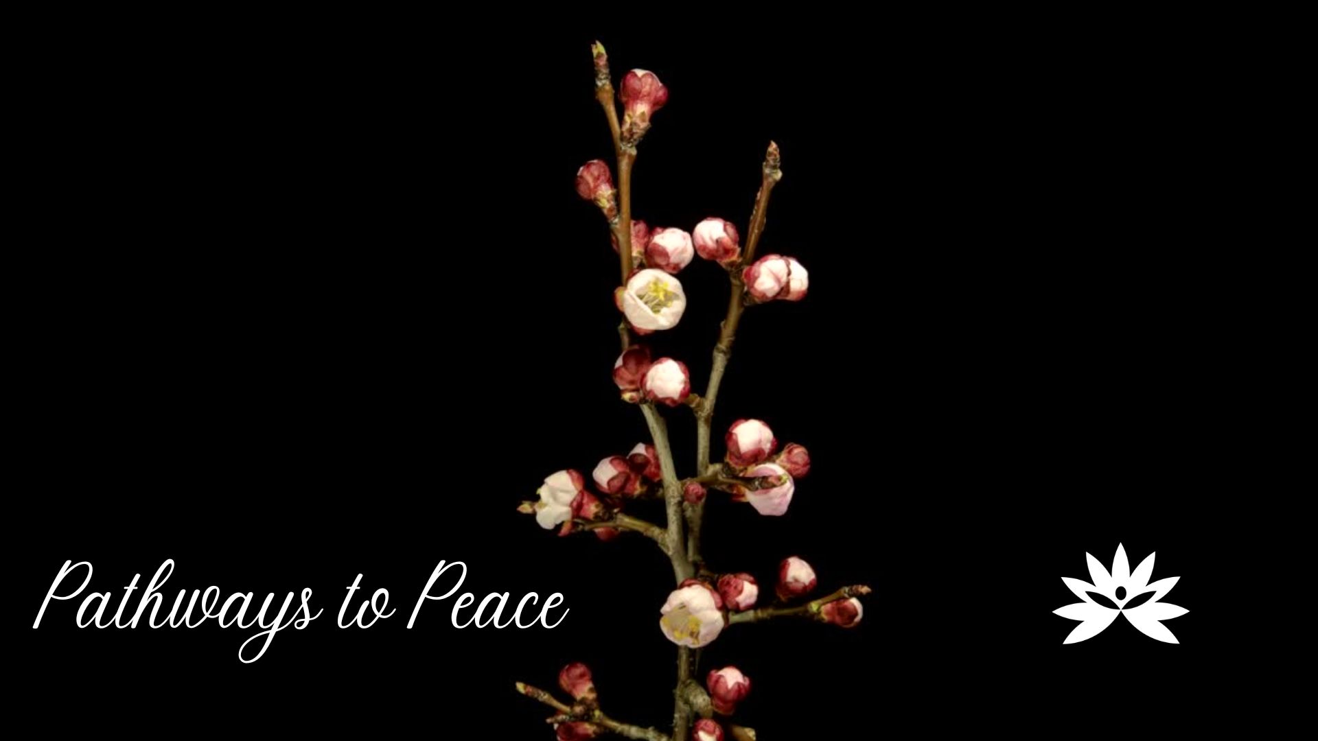 Reality Formula: Pathways To Peace -  September 24, 2024