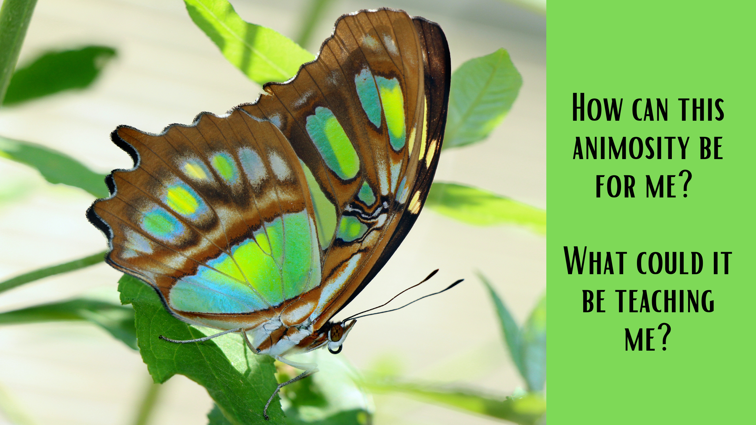 Reality Formula Live - August 17, 2021