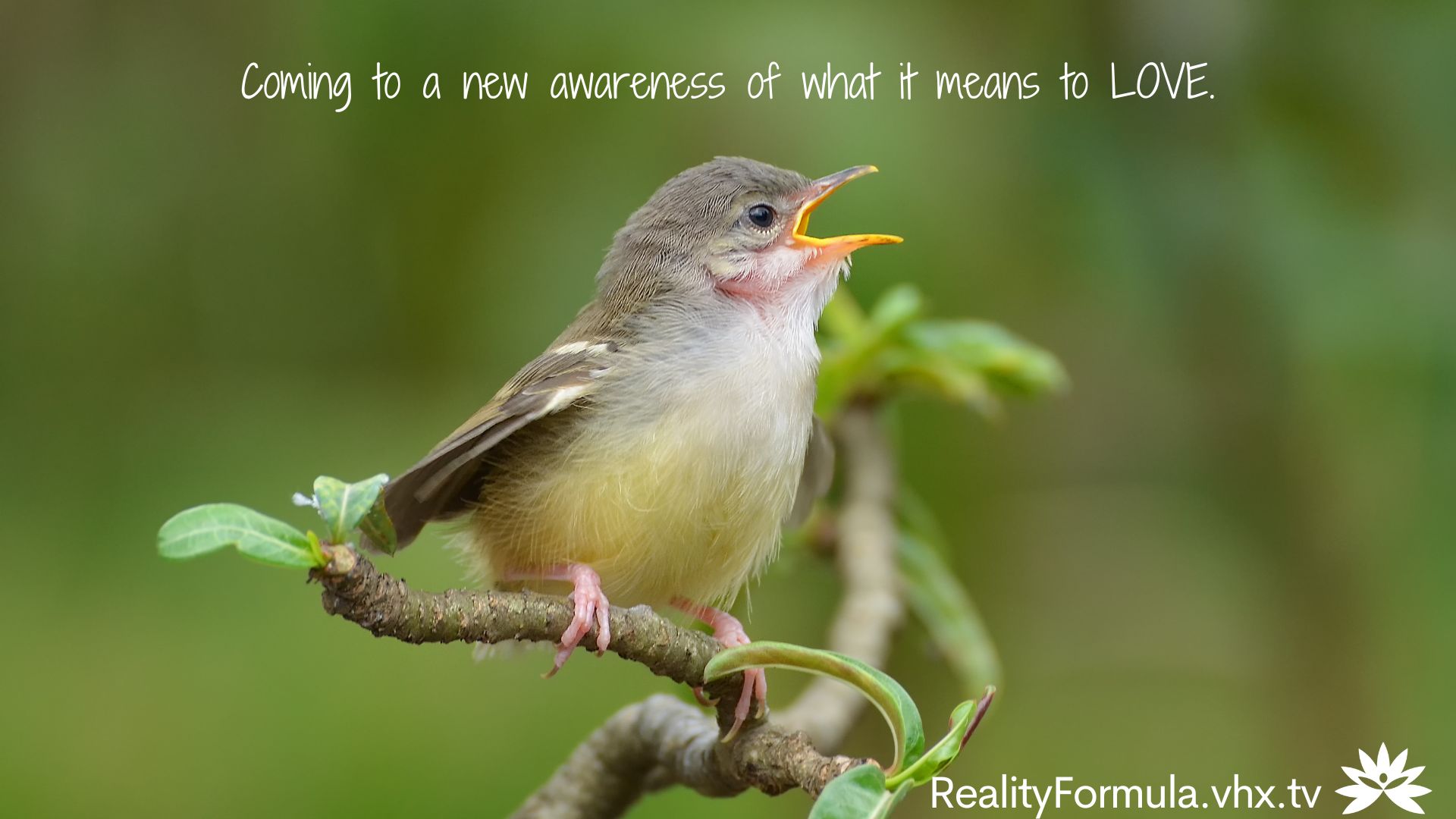 Reality Formula Live - July 19, 2022