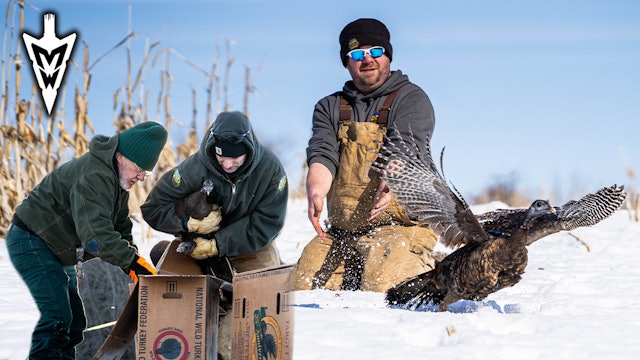 Trapping Wild Turkeys, Why Is The Population Declining? | Midwest Whitetail