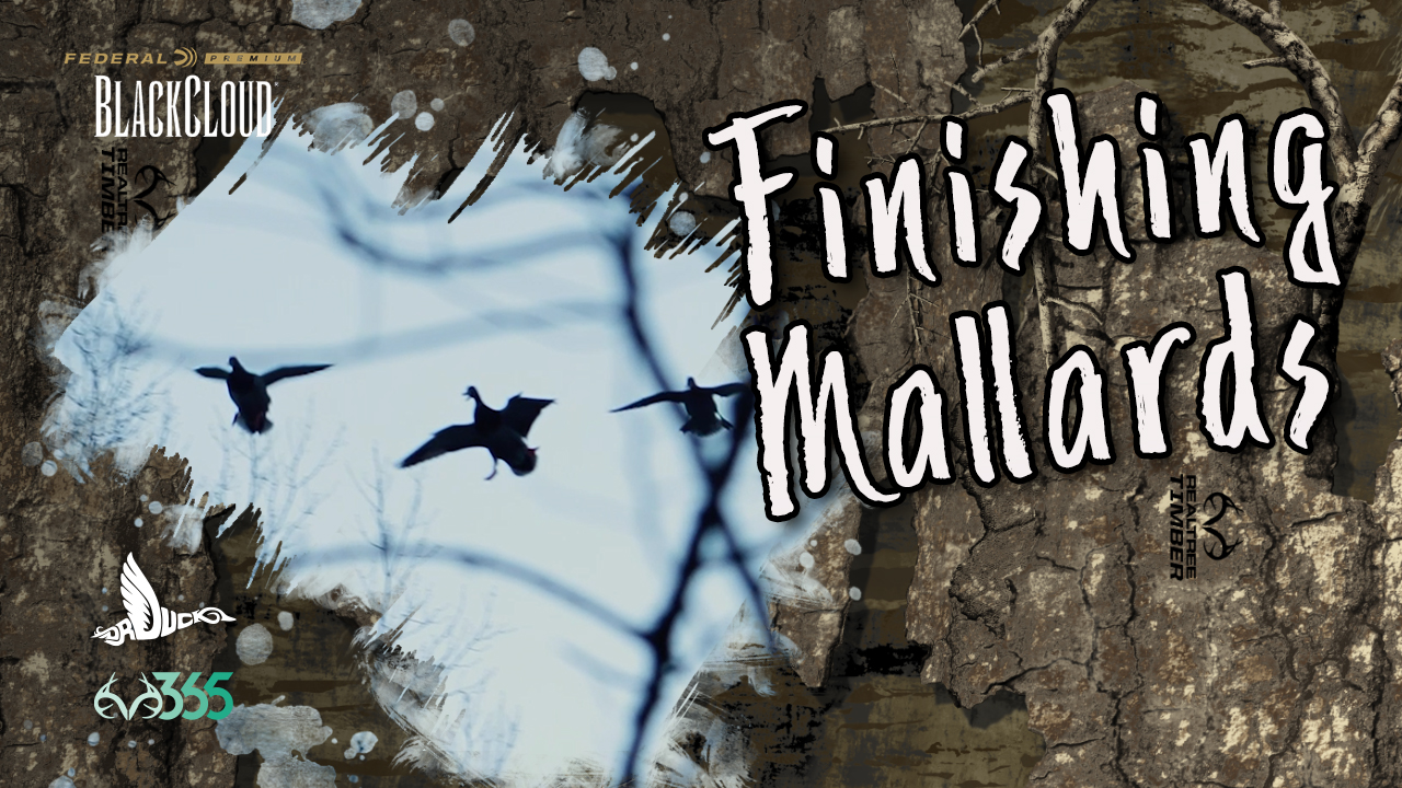 Finishing Mallards in the Timber | Black Cloud