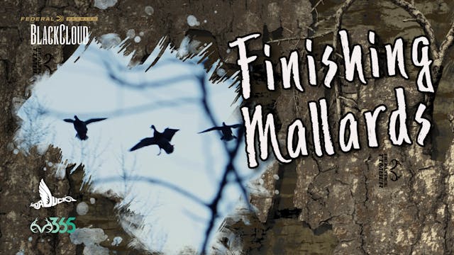 Finishing Mallards in the Timber | Bl...