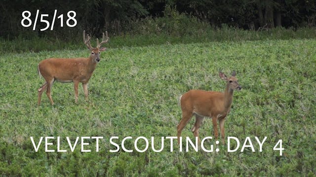Winke's Blog: Velvet Scouting Day 4