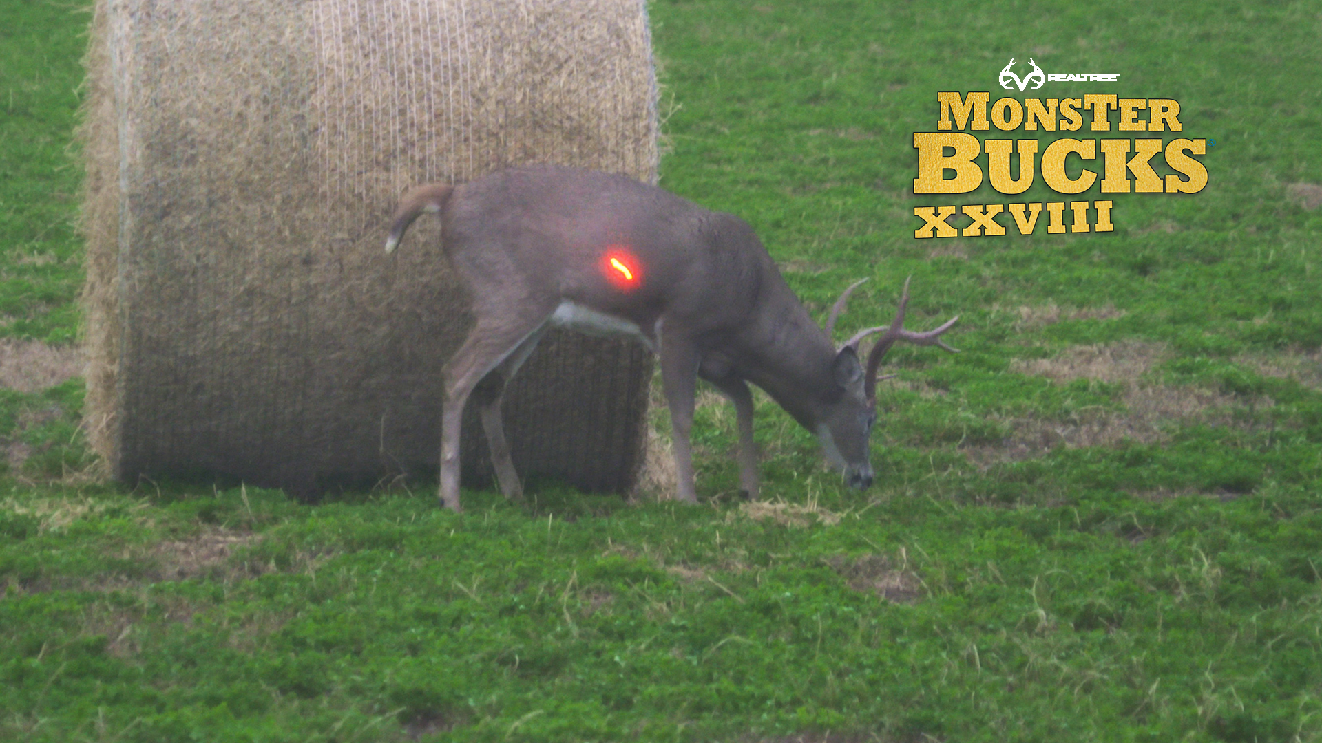 Bryan Brown's Massive Nebraska Buck | Realtree's Monster Bucks