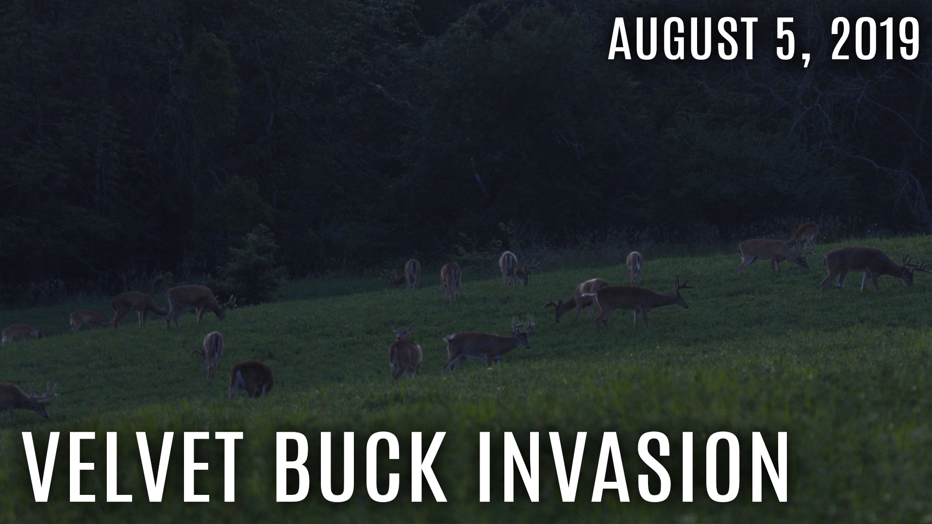 Winke's Blog: Field Full Of Velvet, Summer Scouting