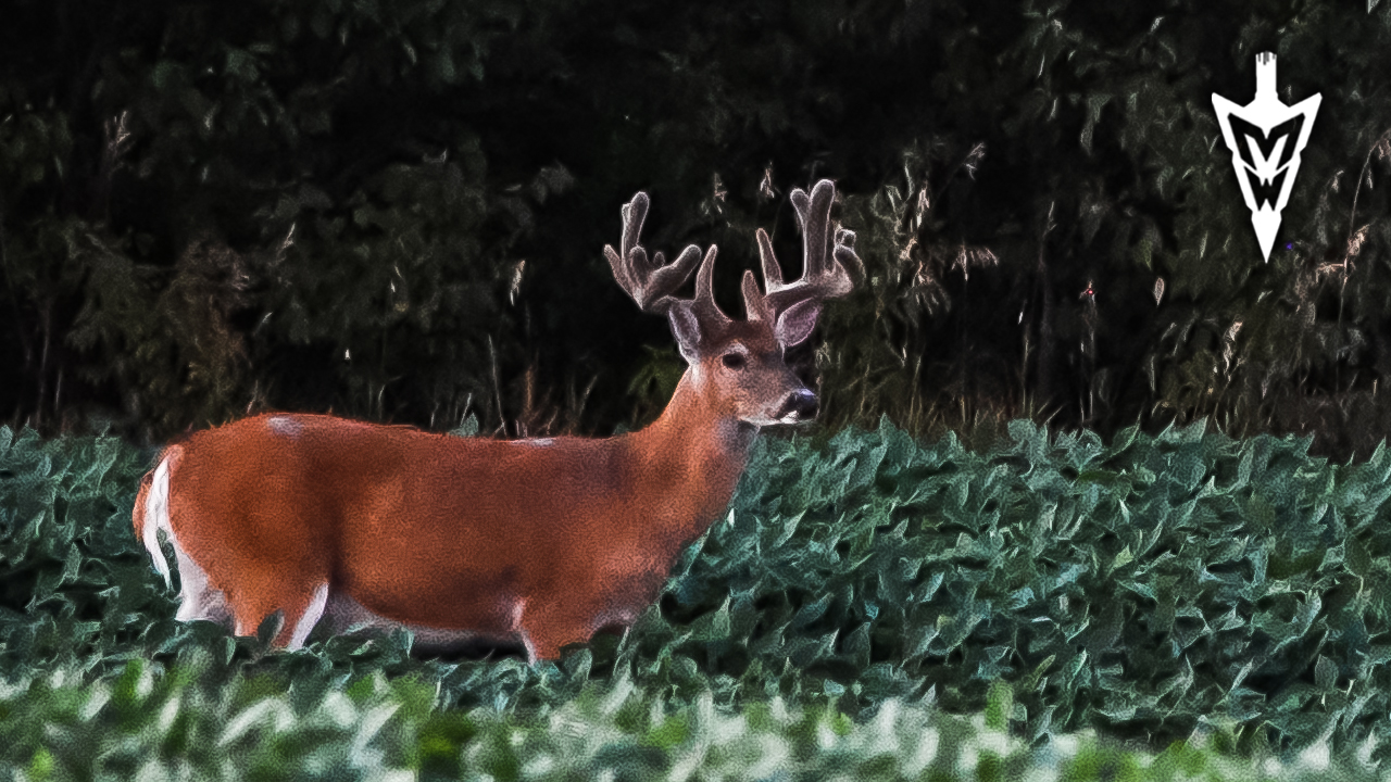 Big Velvet Bucks, Bulletproof Stand Setups | Midwest Whitetail