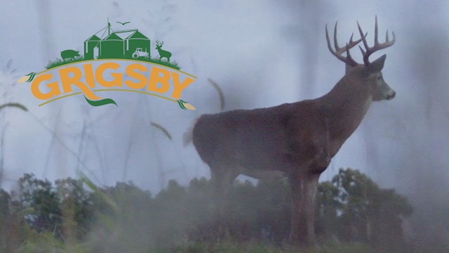 Big Bow Buck from the Ground | Tyler Jordan's Grigsby Deer | The Grigsby