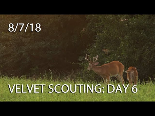 Winke's Blog: Velvet Scouting Day 6