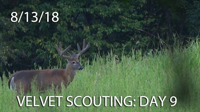 Winke's Blog: Velvet Scouting Day 9