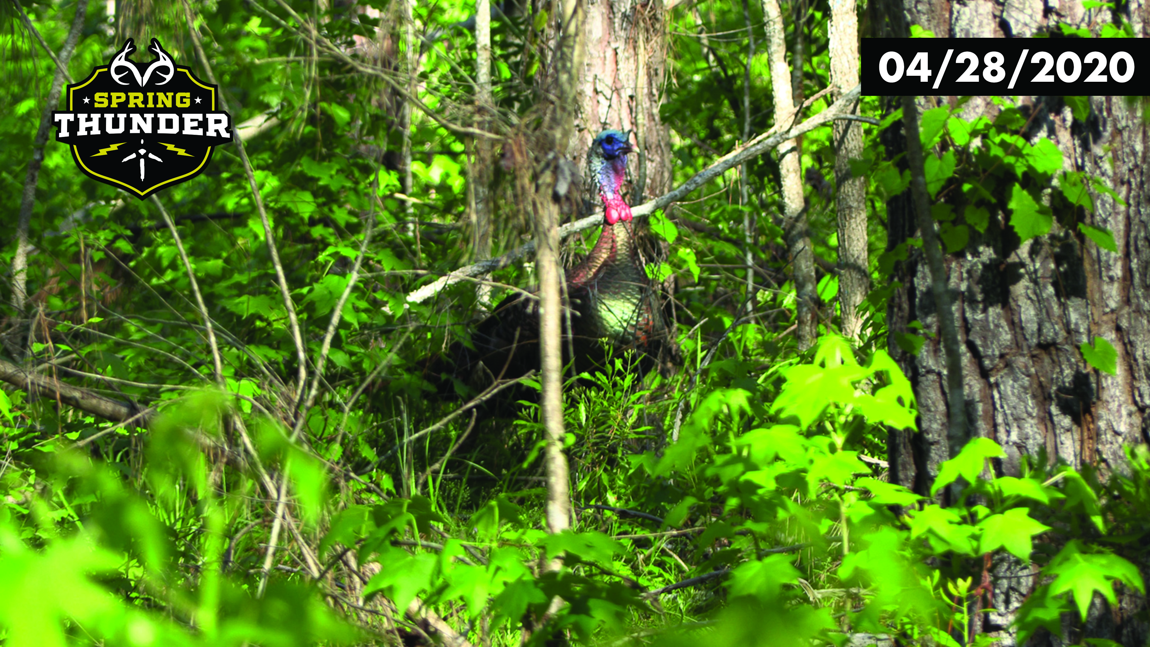 Craziest Turkey Hunt Ever? Longbeard Falls Out of the Tree 