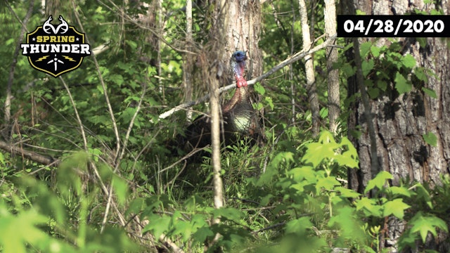 Craziest Turkey Hunt Ever? Longbeard Falls Out of the Tree 