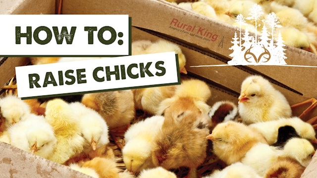 March Chick Days at Rural King | How to Raise Chickens | Pay Dirt