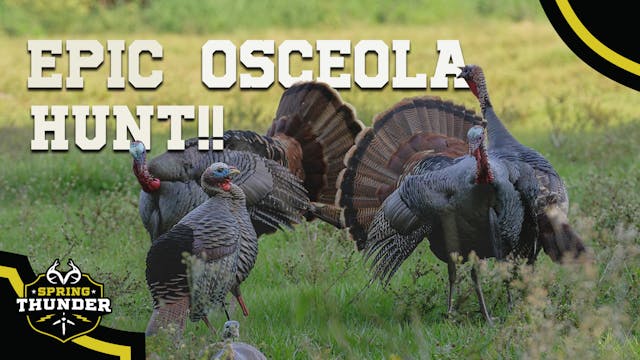 Gobblers Looking for a Fight | South-...