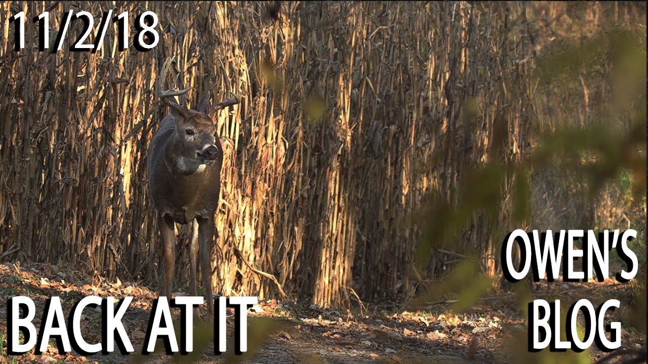 Owen's Blog: Bucks Dogging Does, After Crabs