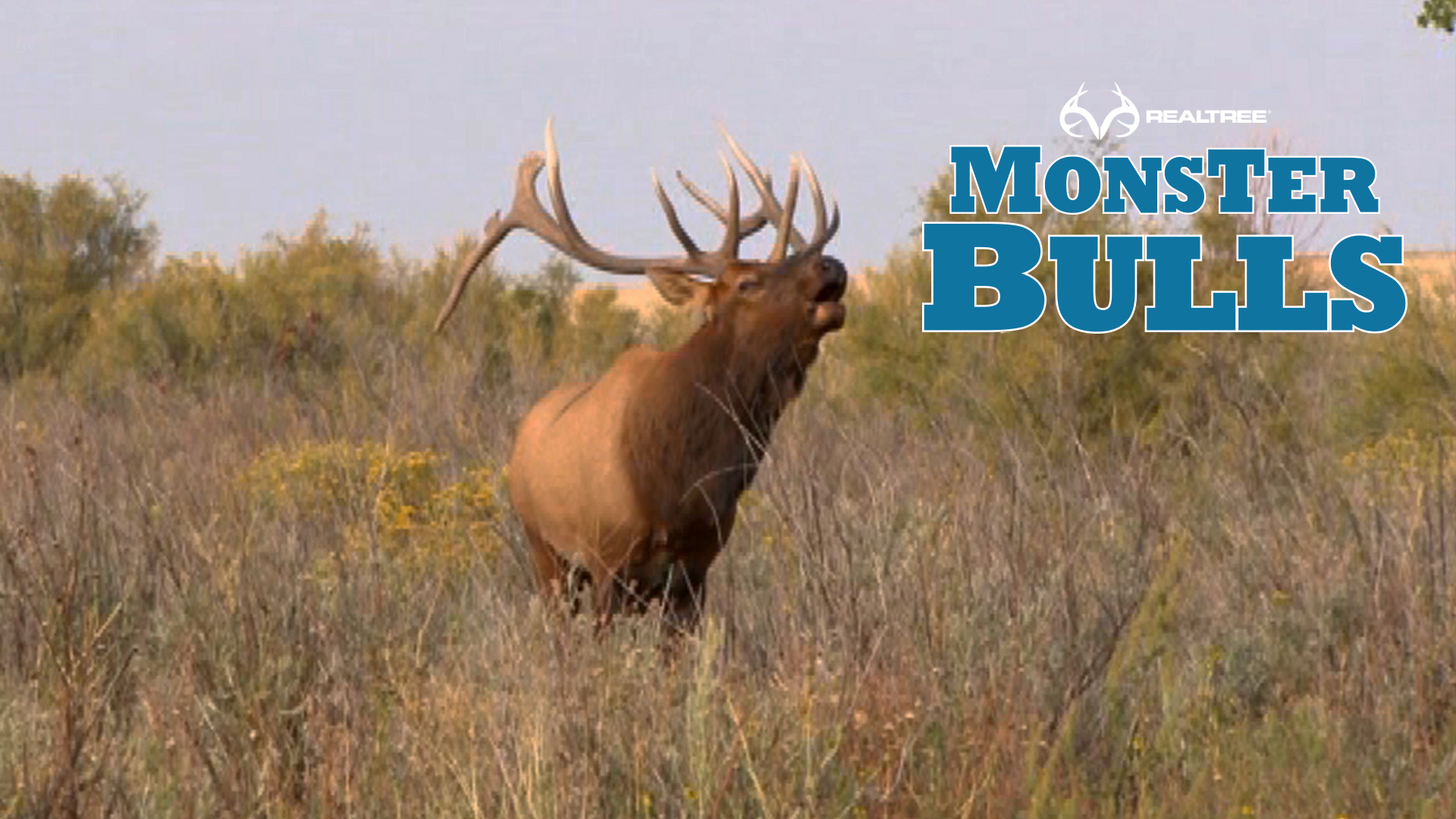 Monster 7x7 Bull In Colorado at 15 Yards!