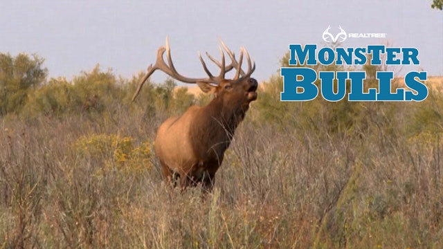 Monster 7x7 Bull In Colorado at 15 Yards!
