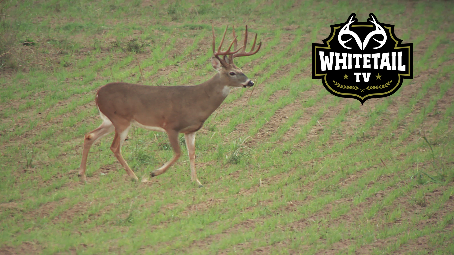 Crop Dusters, No Man's Land, and a Buck Named Boo