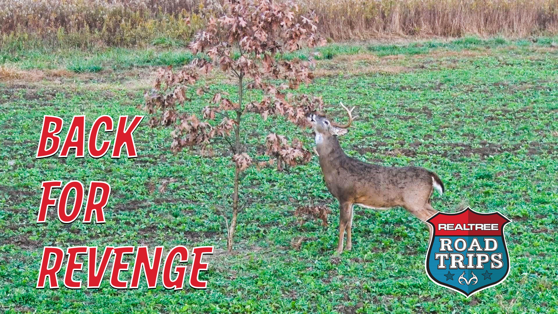 We're Back for Revenge | Bowhunting Illinois Monarchs | Realtree Road Trips