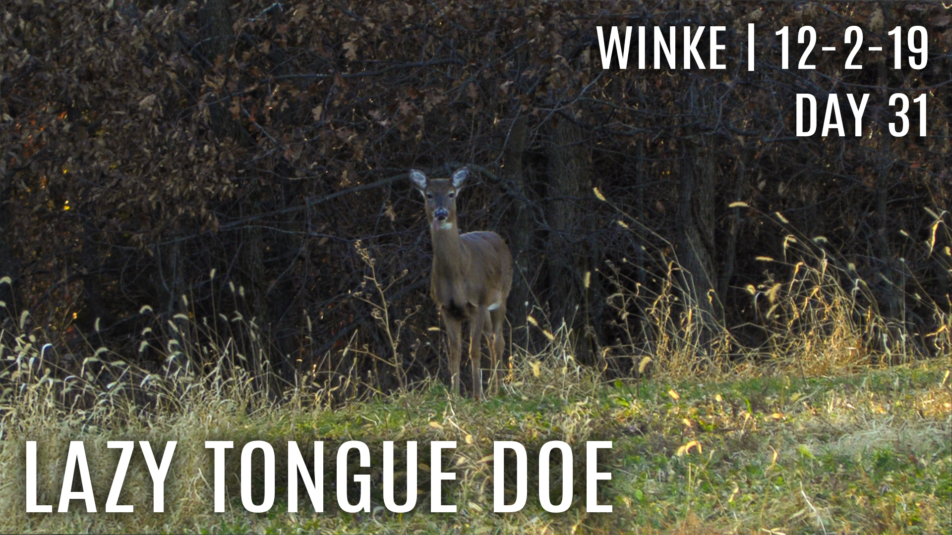 Winke Day 31: Lazy Tongue Doe