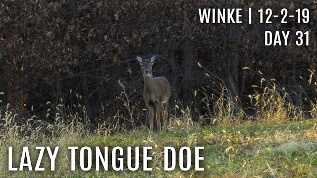 Winke Day 31: Lazy Tongue Doe