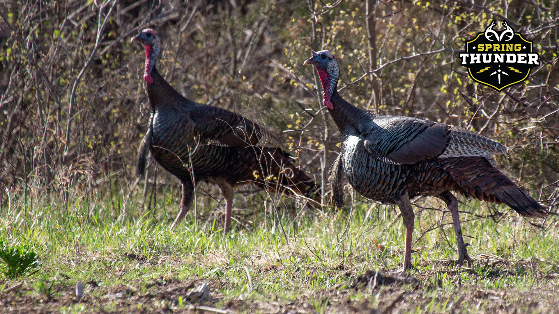 Nate Hoise Hunts Alabama | Two Charging Gobblers | Spring Thunder