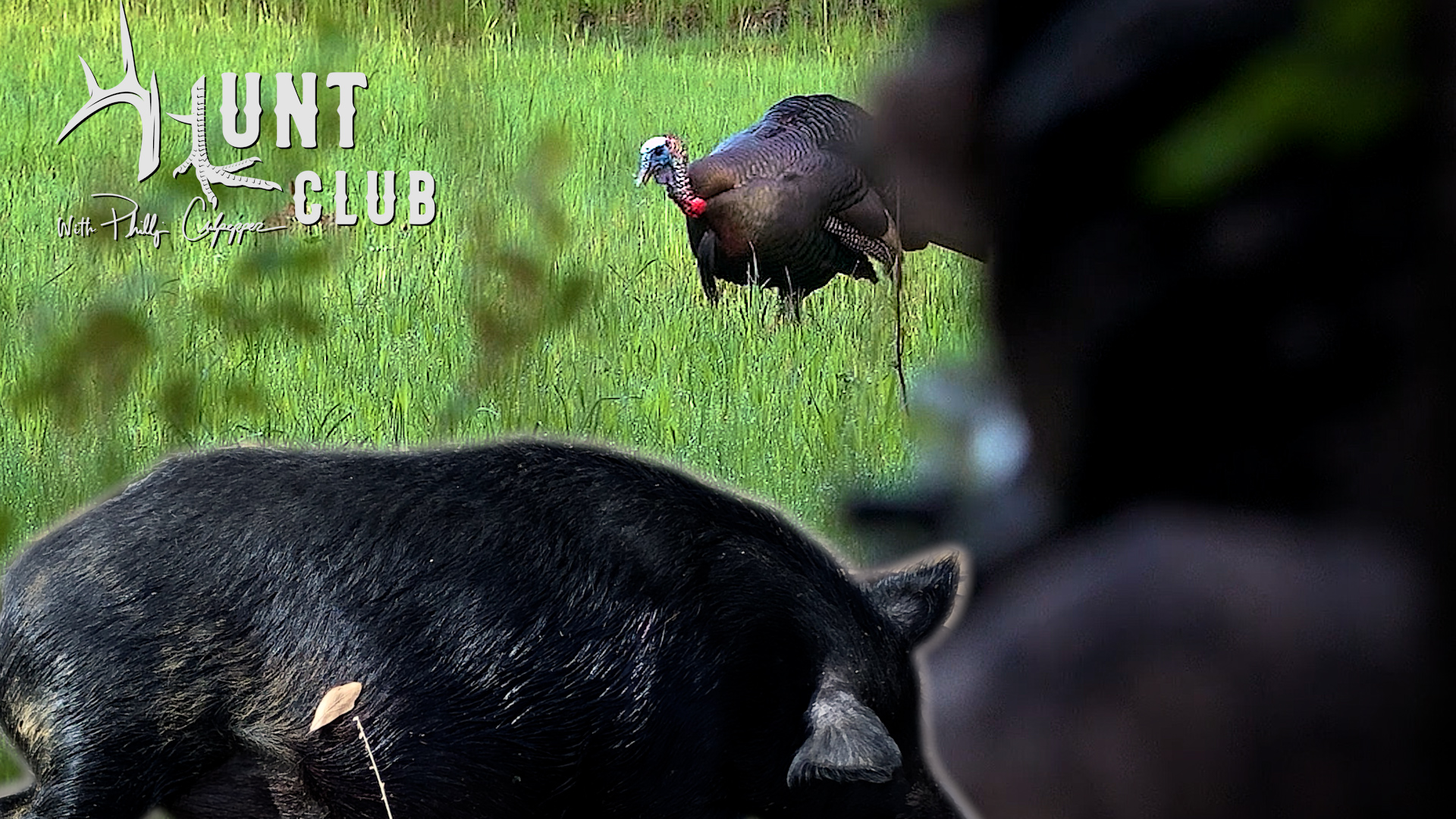 The Queen Is Dead | 'Bama Birds and Hogs | Hunt Club