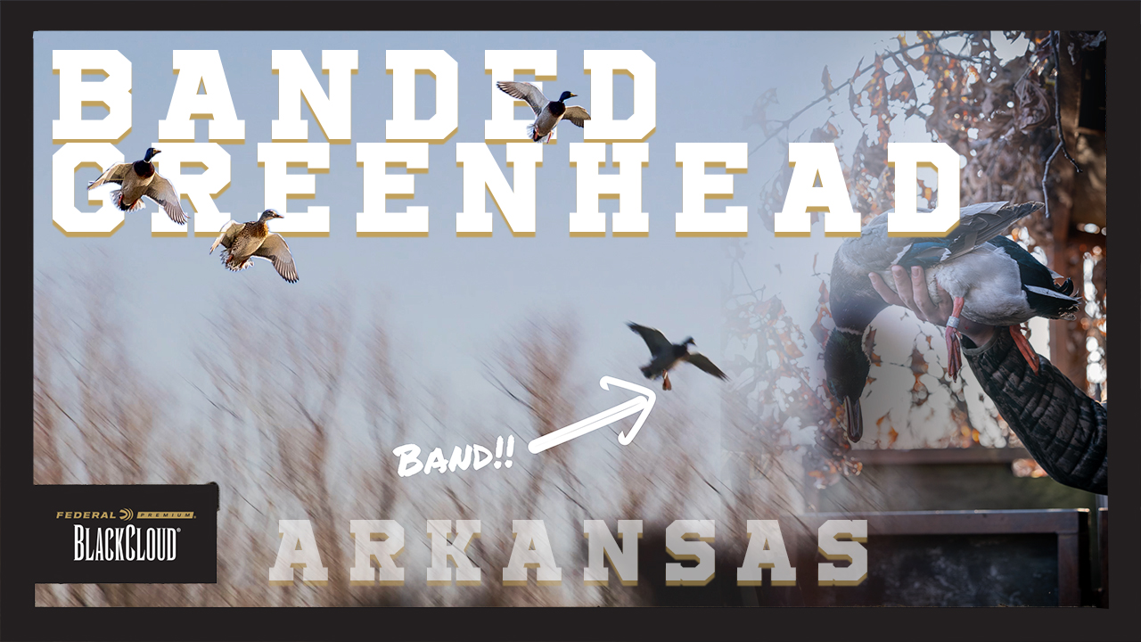 BANDED Mallard in ARKANSAS Timber | "I COULD SEE IT SHINING" | Black Cloud