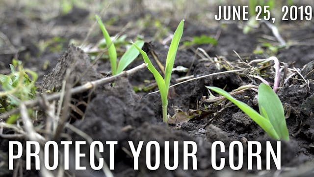 Winke's Blog: Protect your Corn Plots