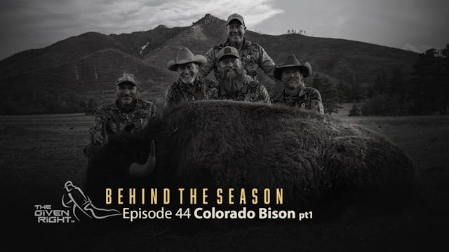 Colorado Bison (Part 1) | Behind the ...