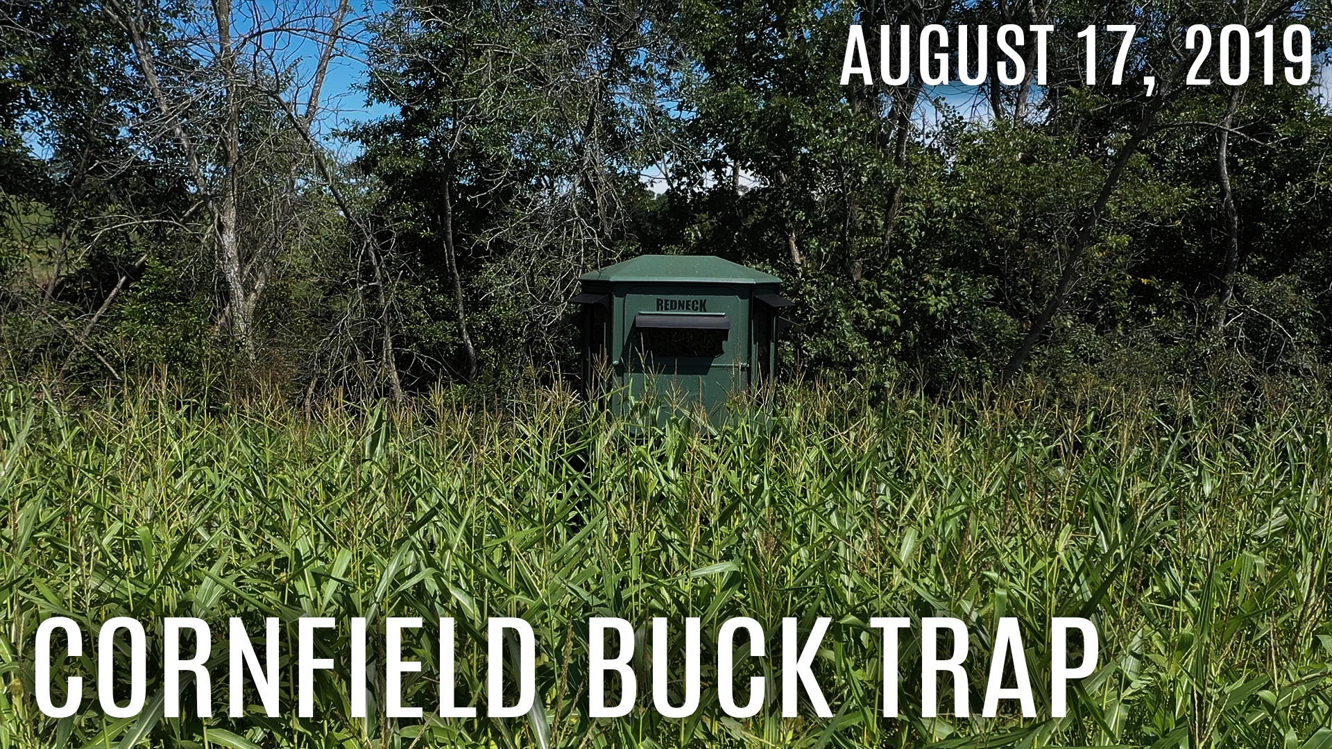 Winke's Blog: Cornfield Buck Trap