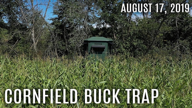 Winke's Blog: Cornfield Buck Trap