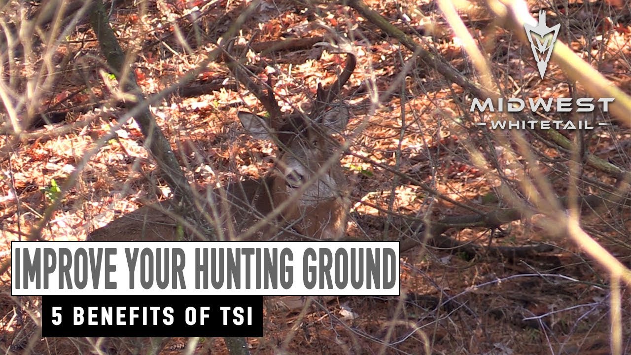 2-19-18: Benefits of Timber Stand Improvement | Midwest Whitetail