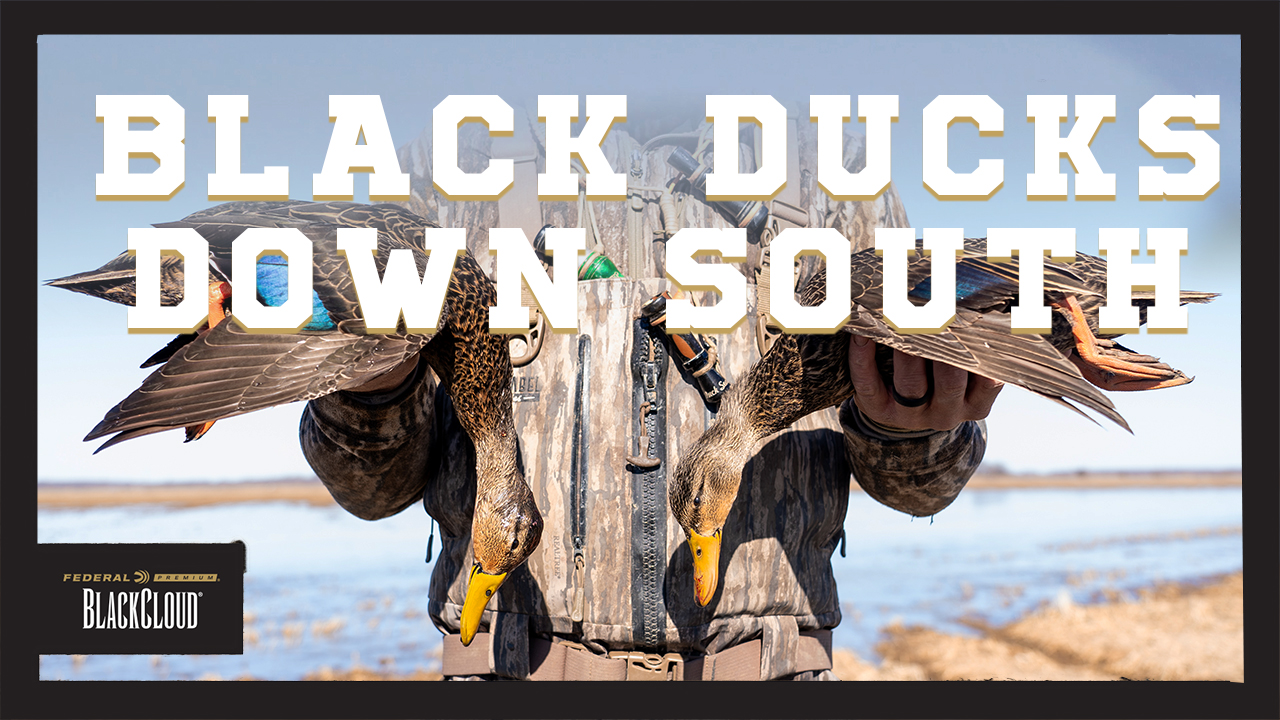 Black Ducks Down South?!  | BIG FINISH to Duck Season | Black Cloud