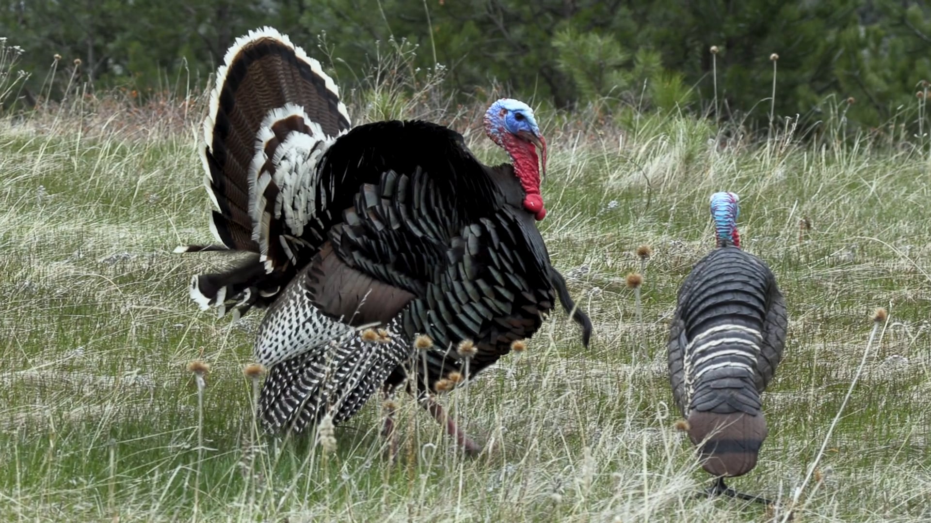 Tricking Longbeards With Love | Real-Life Turkey Decoys | H.S. Turkey Decoys