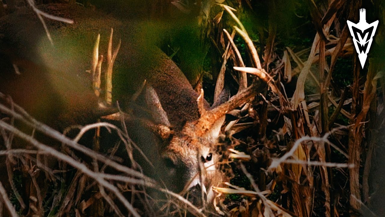 Surprise Buck, 10-Yard Encounter With a Shooter | Midwest Whitetail