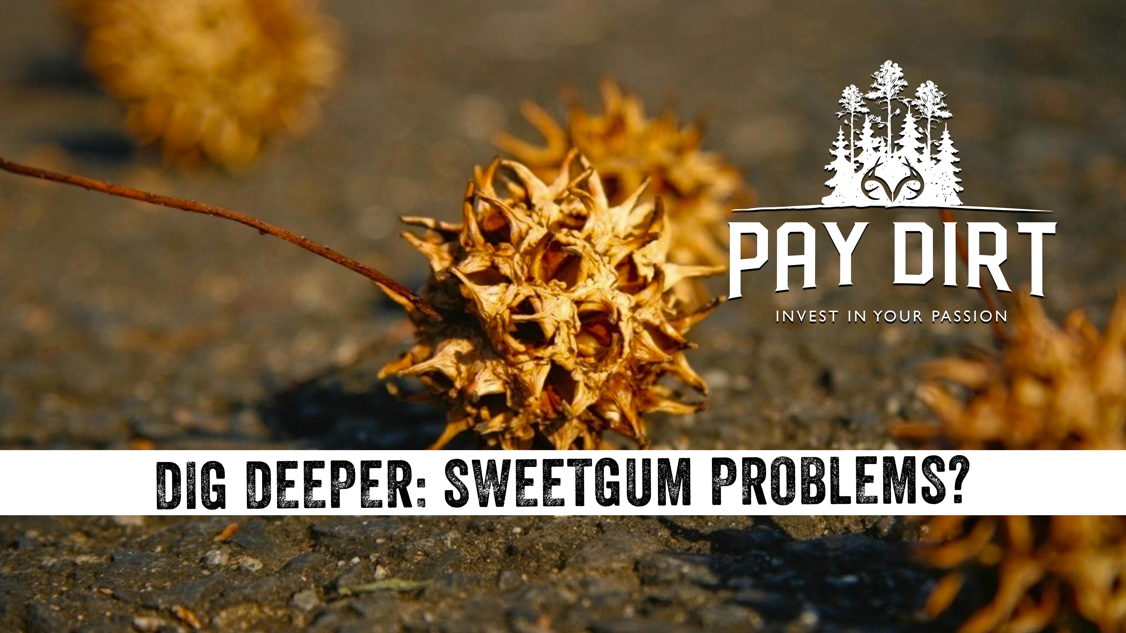 Dig Deeper: Need To Get Rid of Sweetgum Trees? Watch This.