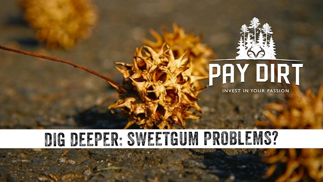 Dig Deeper: Need To Get Rid of Sweetgum Trees? Watch This.