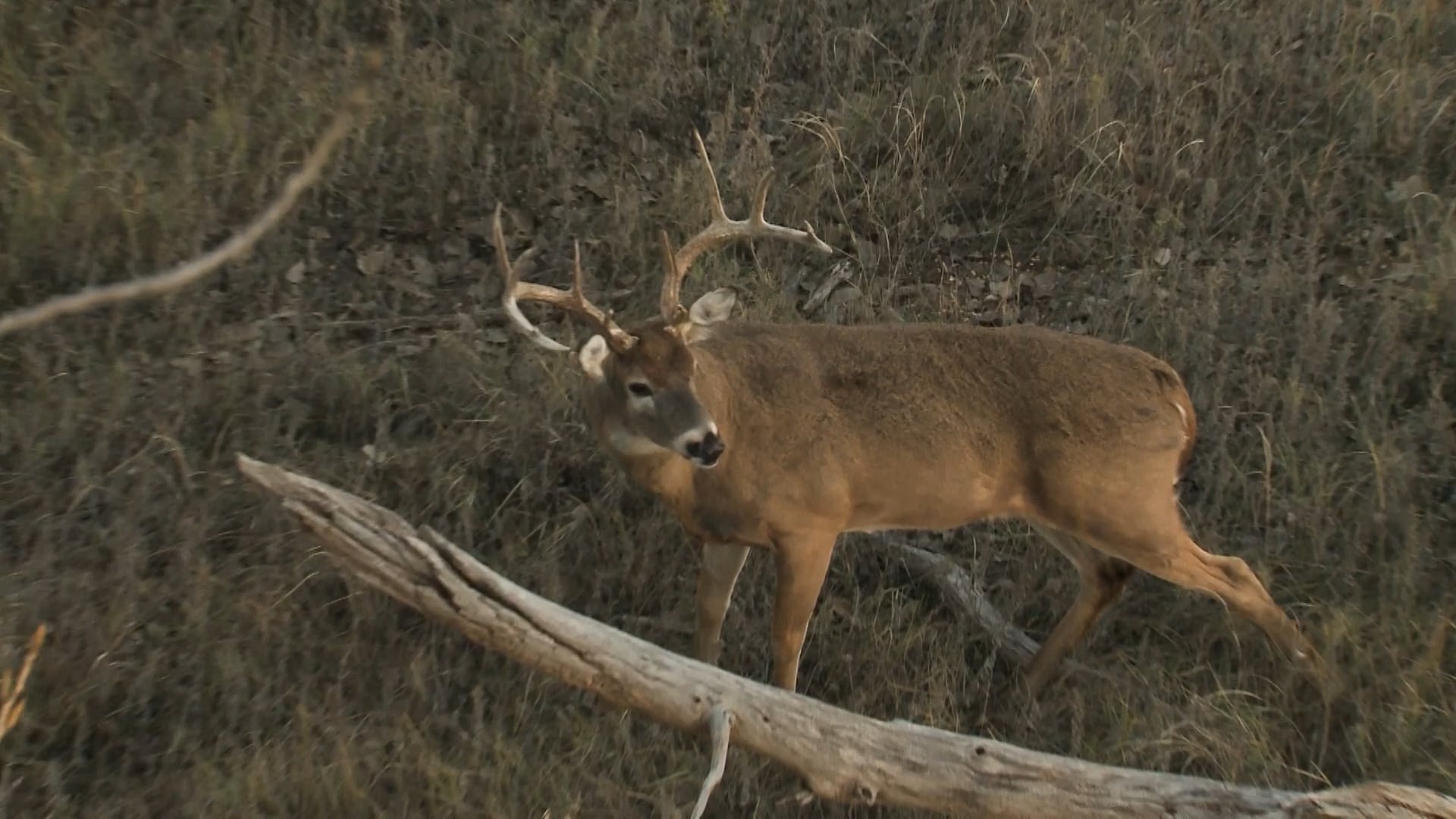 Kansas Grows GIANTS! Benny Mac's Best Bucks With A Bow!!