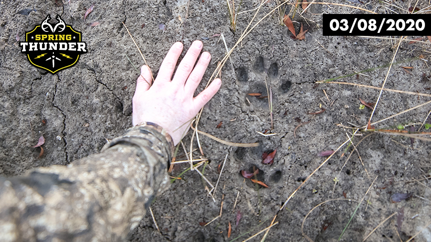 Florida Panther Tracks | Opening Day of Turkey Season | Realtree Spring Thunder