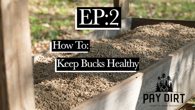 How to Tell If a Buck Is Healthy Based on a Shed | Pay Dirt