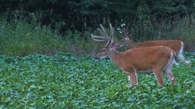 9-11-17: Fall Range and the Start of Patterning | Midwest Whitetail